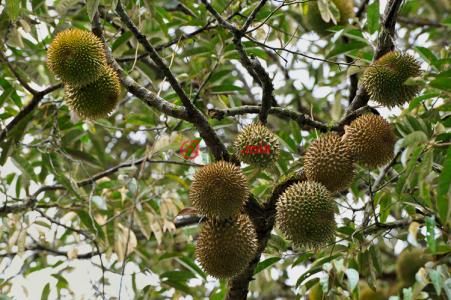 马来西亚新邦瑞格加姆的房产MYR 15,170,000_马来西亚房产柔佛新邦瑞格加姆房产房价_居外网