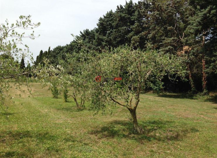 法国奥尔贡的房产